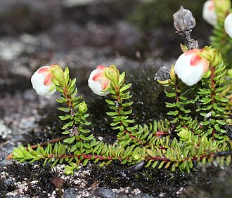 Harrimanella stelleriana s3