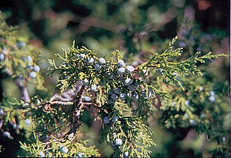 Juniperus scopulorum branch