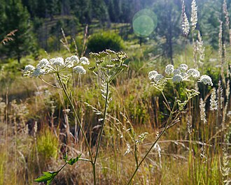 Ligusticum canbyi flowers
