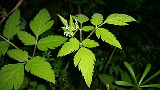 Osmorhiza berteroi aerial parts