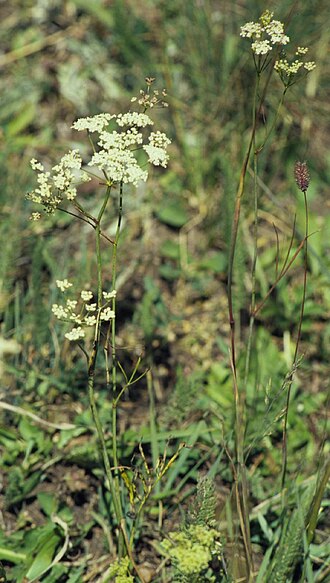 Perideridia gairdneri plant