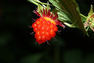Rubus spectabilis 9613