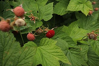 Ripe and unripe thimbleberries, also called redcaps, the fruit of Rubus parviflorus var. parviflorus, growing in Olympic National Park, Washington state.