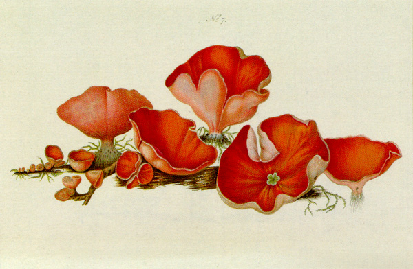 Aleuria aurantia by Theodor Holmskjold 1799