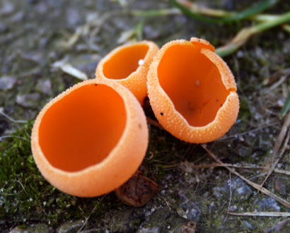 Peziza aurantia