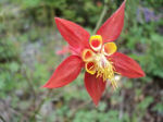 Aquilegia formosa