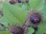 Arctium lappa