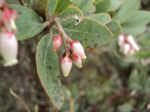 Arctostaphylos columbiana