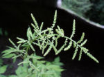 Aruncus dioicus