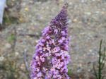 Buddleja davidii