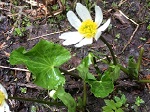 Caltha leptosepala