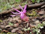 Calypso bulbosa