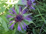 Centaurea montana