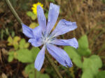 Cichorium intybus