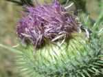 Cirsium vulgare