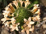 Collomia grandiflora