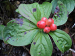 cornus canadensis