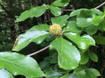 Cornus nuttallii