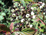 Cornus stolonifera