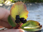 Crataegus douglasii