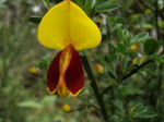 Cytisus scoparius