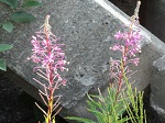 Epilobium angustifolium