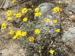 Eriophyllum lanatum