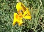 Eschscholzia californica