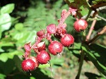 Gaultheria shallon