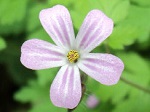 Geranium robertianum