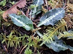 Goodyera oblongifolia