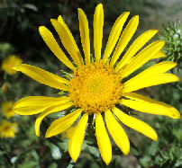 Grindelia stricta