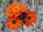 Hieracium aurantiacum