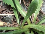Hypochaeris radicata