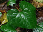 Asarum caudatum