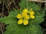 Geum macrophyllum