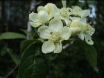 Arbutus menziesii